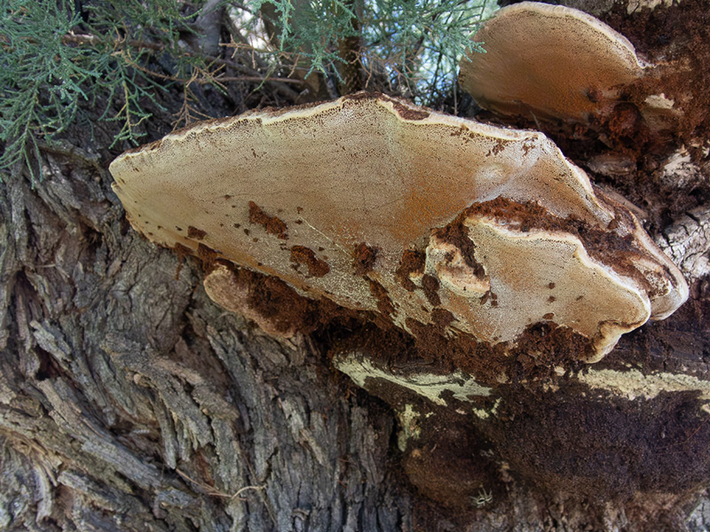 Inonotus tamaricis